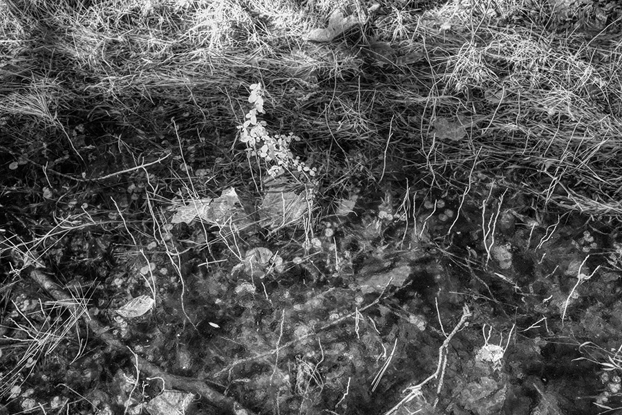 Infrared HDR Photograph of Weeds, Water, and Ice.